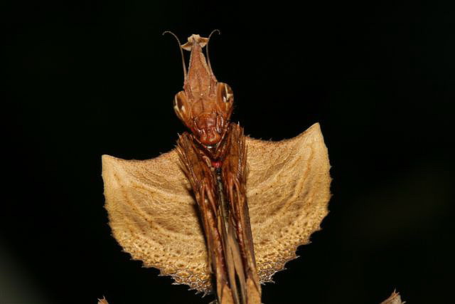 Idolomantis diabolica