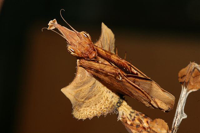 Idolomantis diabolica