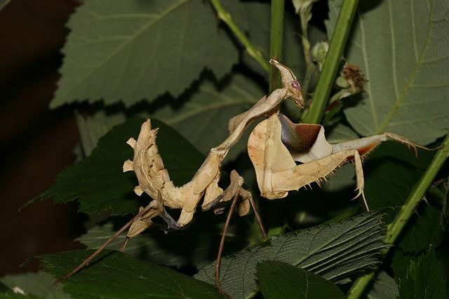 Idolomantis diabolica