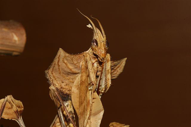 Idolomantis diabolica
