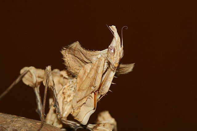 Idolomantis diabolica