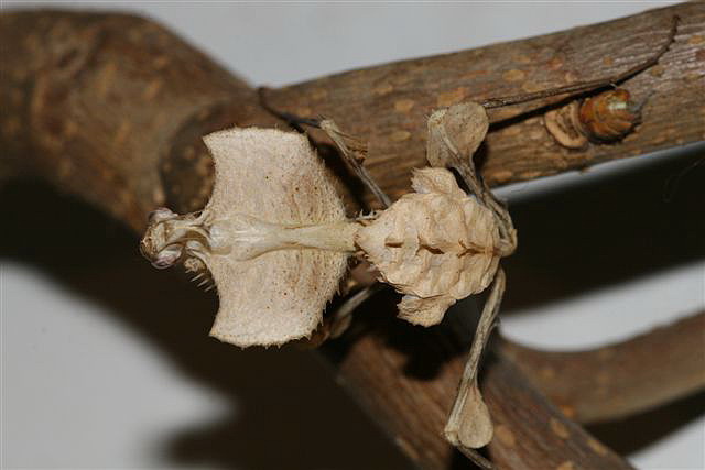 Idolomantis diabolica