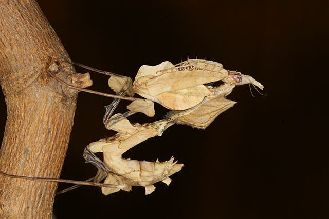 Idoloantis diabolica