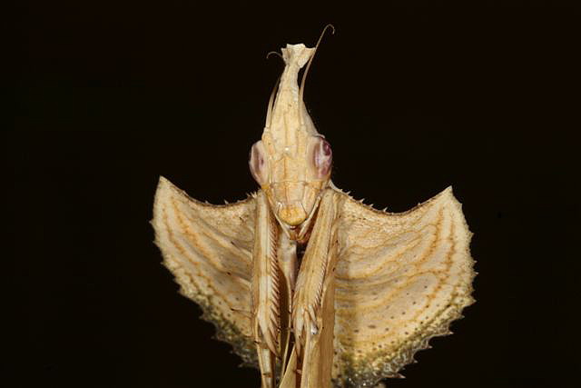 Idolomantis diabolica