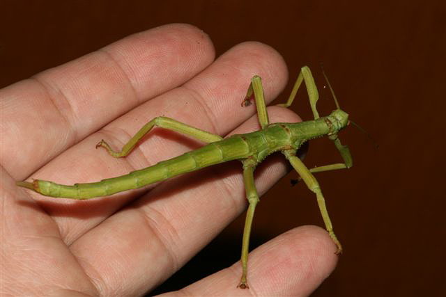 Diapherodes gigantea