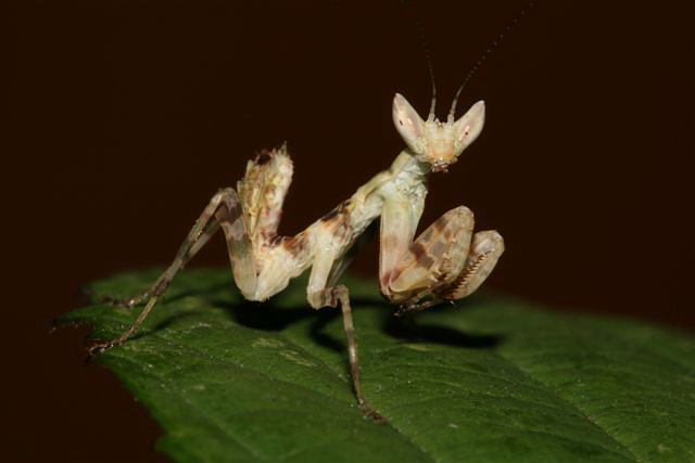Creobroter elongata