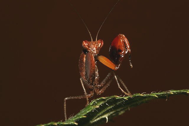 Ephestiasula sp.(Indie)