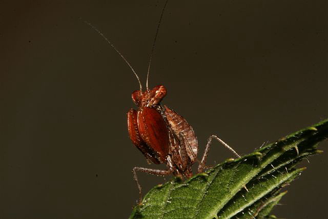 Ephestiasula sp.(Indie)