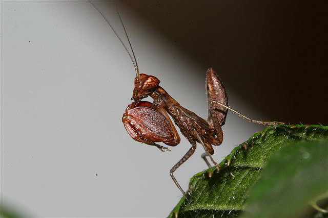 Ephestiasula sp.(Indie)