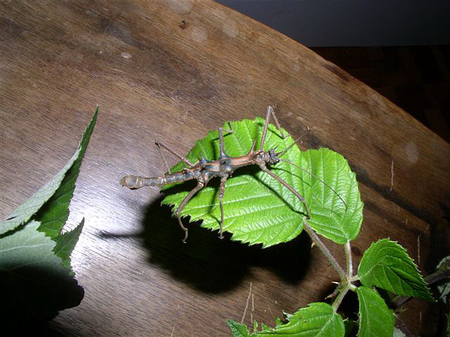 Epidares nolimetangere