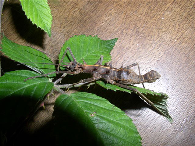 Epidares nolimetangere