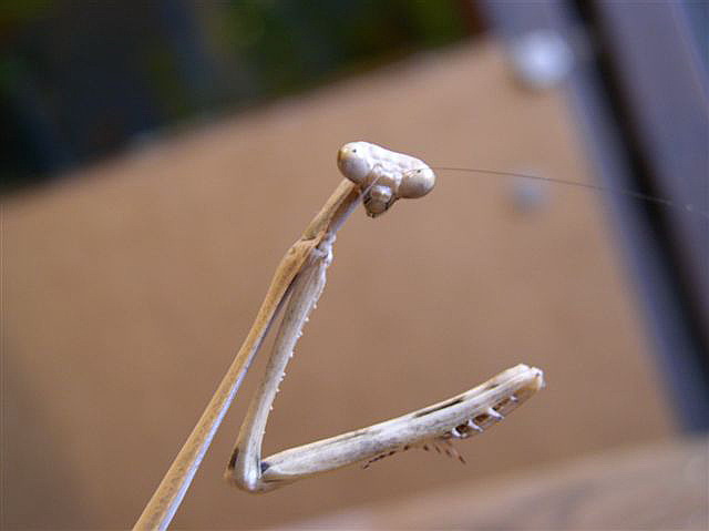 Euchomenella macrops