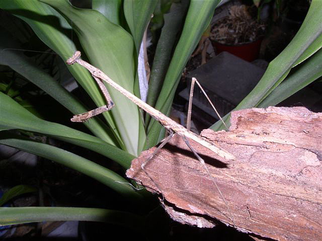 Euchomenella macrops