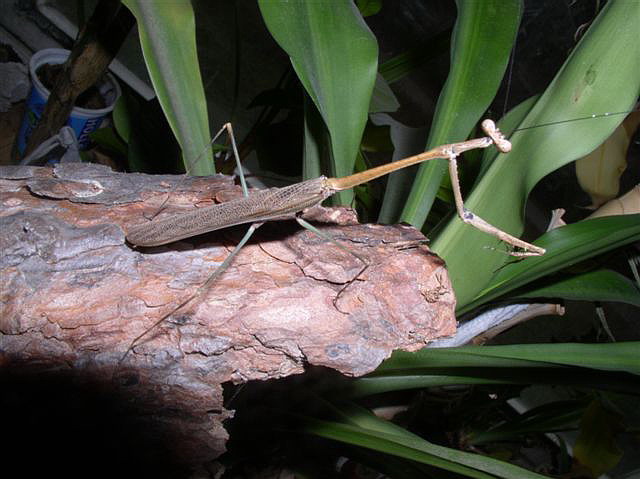 Euchomenella macrops