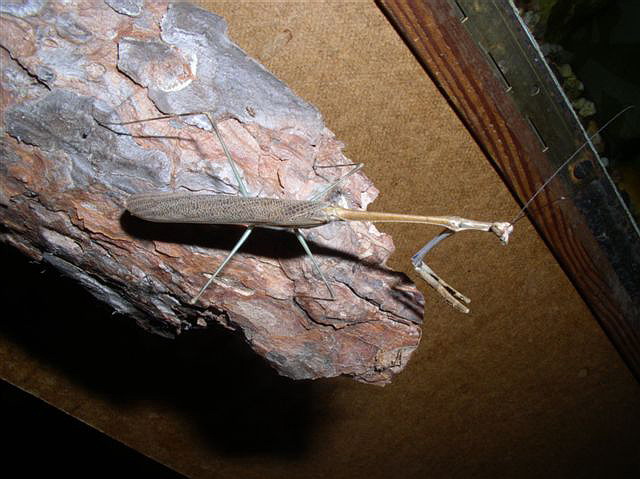 Euchomenella macrops