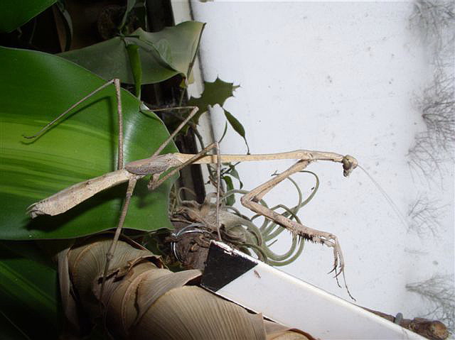 Euchomenella macrops