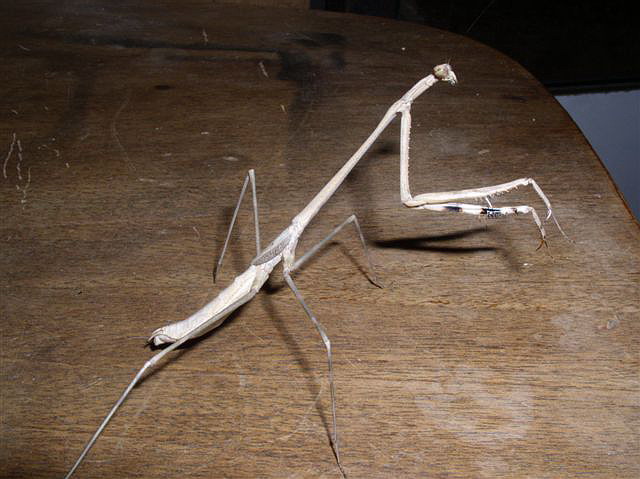 Euchomenella macrops