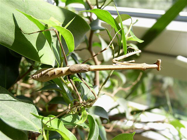 Euchomenella macrops