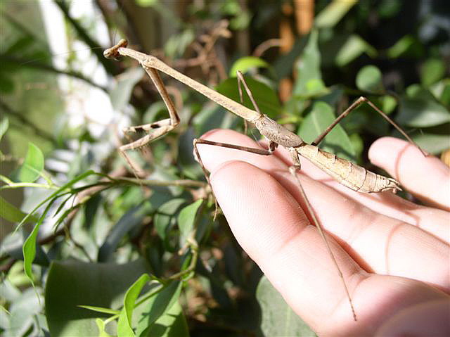 Euchomenella macrops