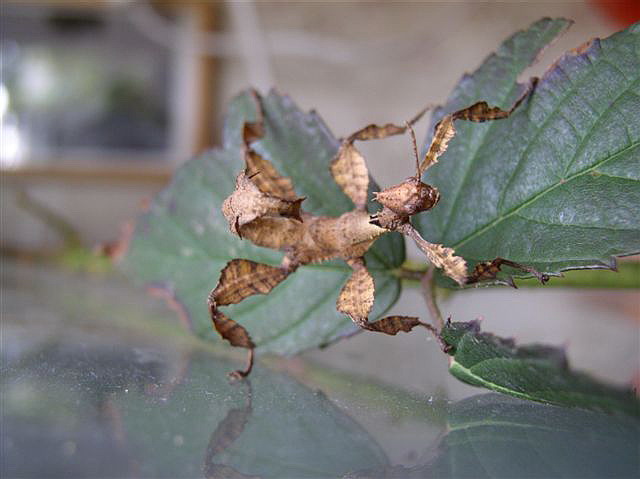 Extatosoma tiaratum