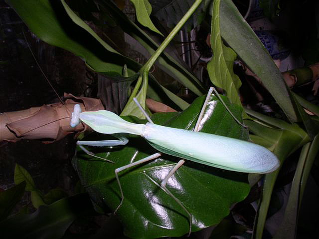 Rhombpdera extensicollis