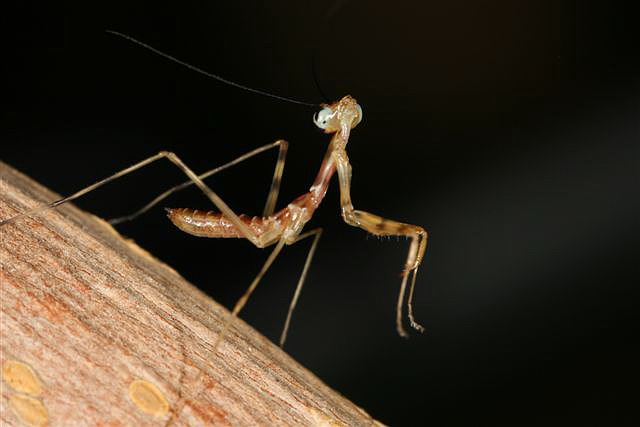 Rhombodera fusca(Thajsko)