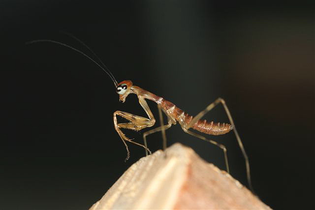 Rhombodera fusca(Thajsko)