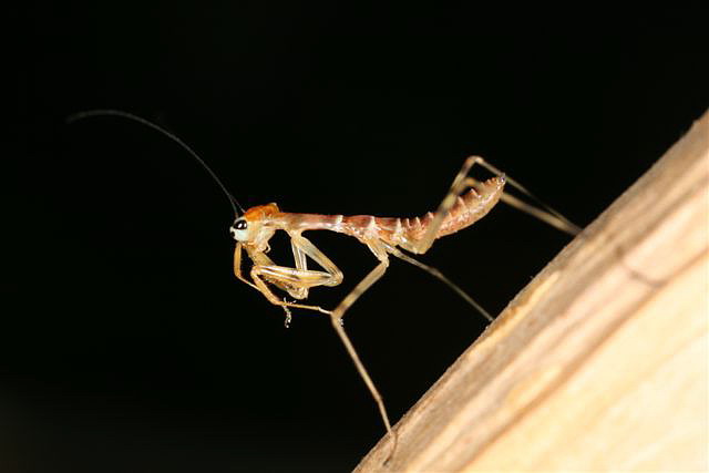 Rhombodera fusca(Thajsko)