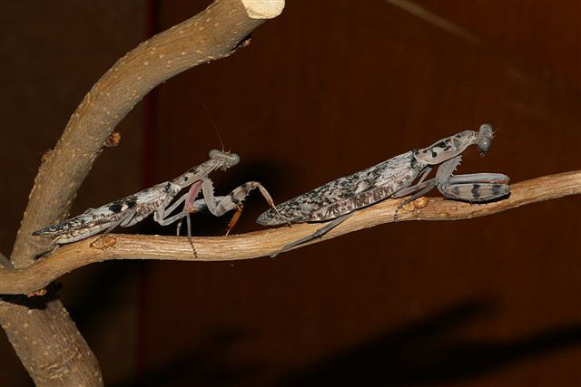 Rhombodera fusca(Thajsko)