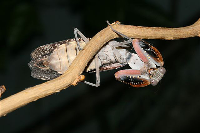 Rhombodera fusca(Thajsko)