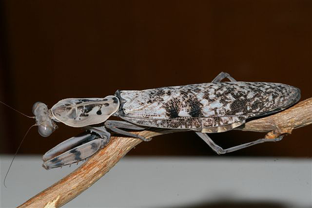 Rhombodera fusca(Thajsko)