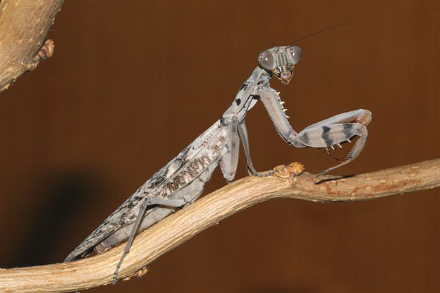 Rhombodera fusca(Thajsko)