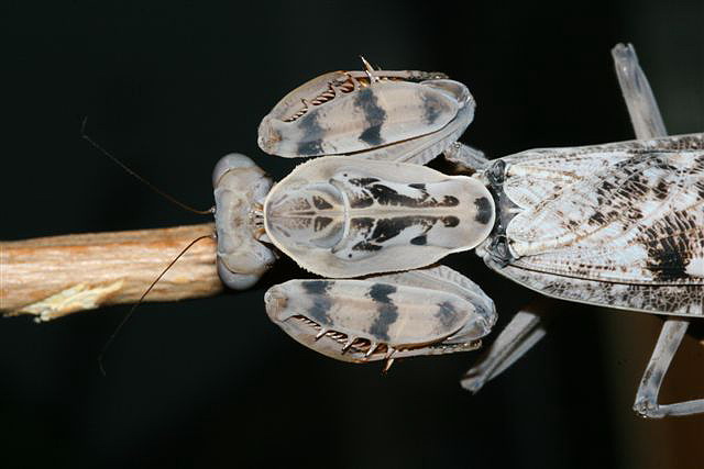 Rhombodera fusca(Thajsko)