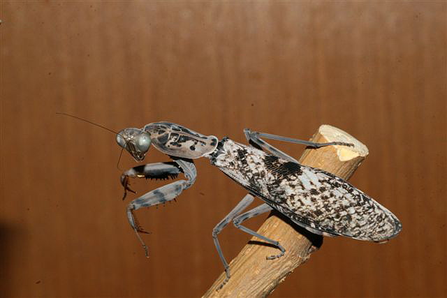 Rhombodera fusca(Thajsko)