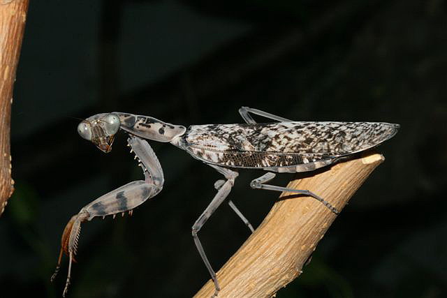 Rhombodera fusca(Thajsko)
