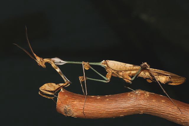 Gongylus gongylodes