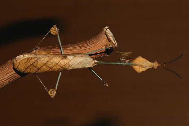 Gongylus gongylodes