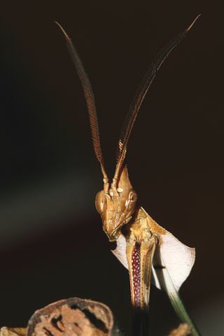 Gongylus gongylodes