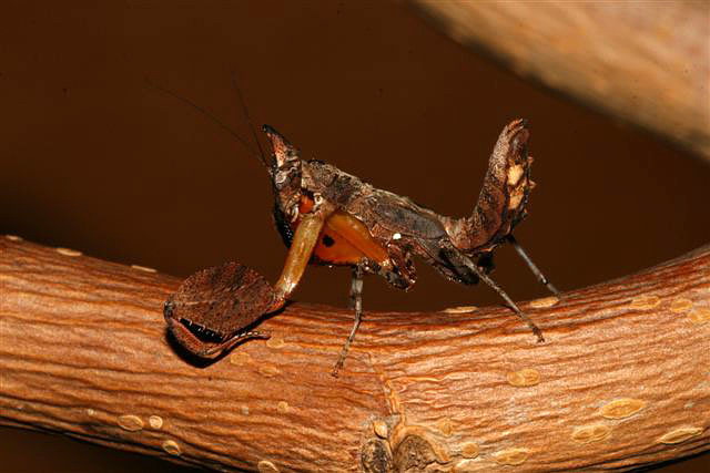 Hestiasula brunneriana