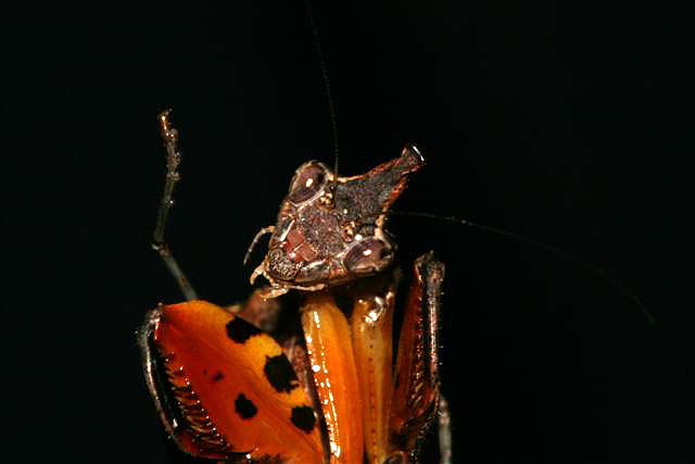 Hestiasula brunneriana