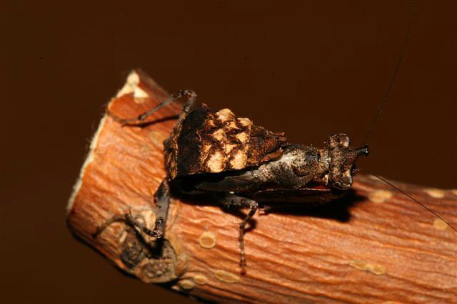 Hestiasula brunneriana