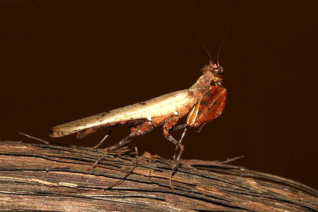 Hestiasula brunneriana