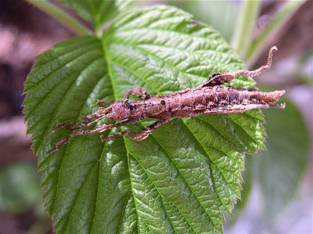 Heteropteryx dilatata L1