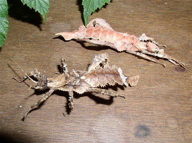 Heteropteryx dilatata