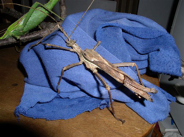 Heteropteyx dilatata