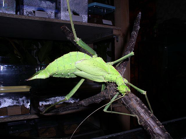 Heteropteryx dilatata