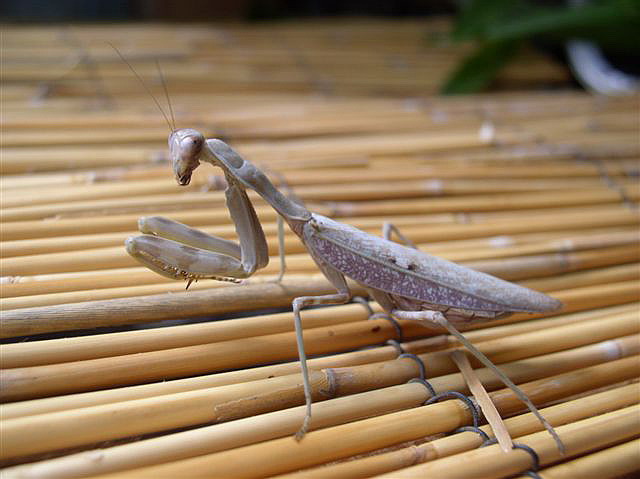 Hierodula sp.Filipny