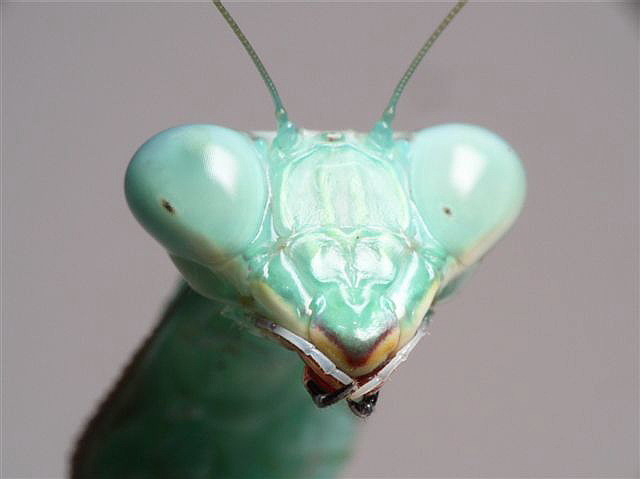 Hierodula membranacea