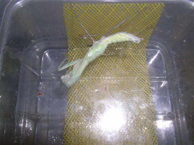 Hierodula membranacea