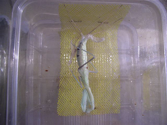 Hierodula membranacea